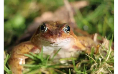 Riding the Meme Wave: A Token Founder’s Guide to Ethical Virality