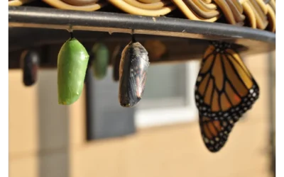 Cracking the Code: Tokenomics as Your Project’s Secret Weapon for Sustainable Growth