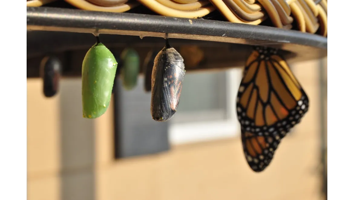 CImages11eb4d02-c33b-4c62-8337-3c02276a57ca